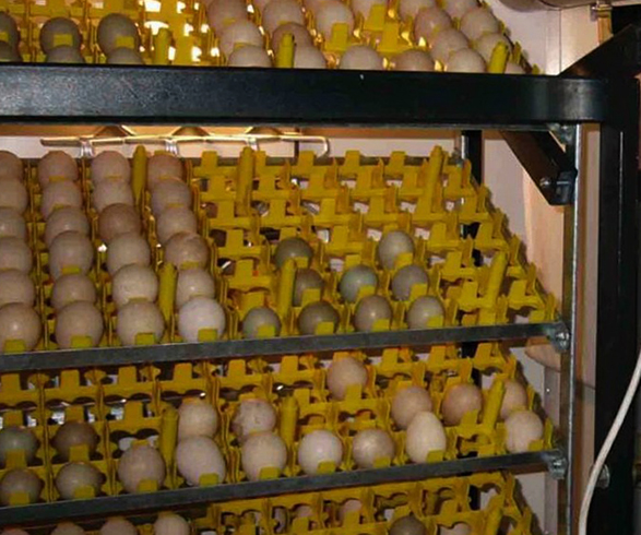 Хранение яиц для инкубации
