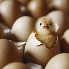 Как правильно хранить яйца для инкубации