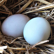 Как хранить яйца индоутки для высиживания