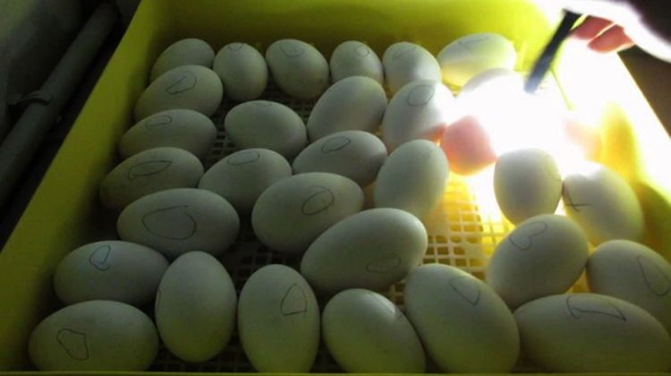 Хранение гусиных яиц для инкубации