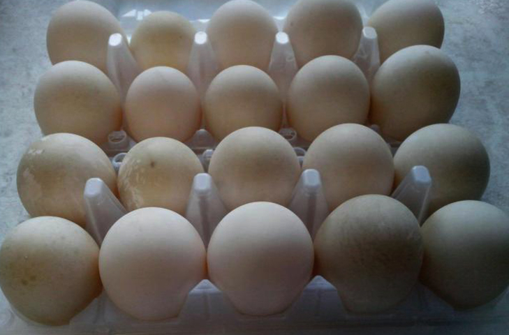 Яйца индоутки в пластиковом контейнере