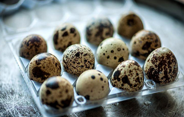 Свежие перепелиные яйца