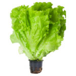 Сколько можно хранить листовой салат и как правильно?