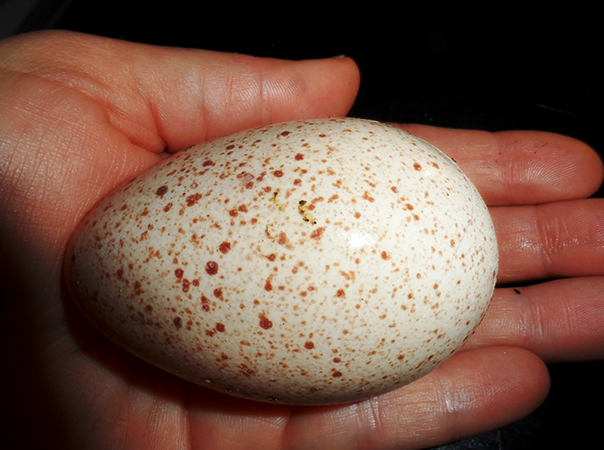 Индюшиное яйцо в руках