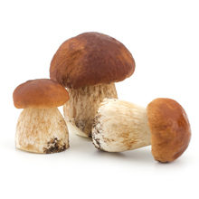 Как правильно хранить белые грибы
