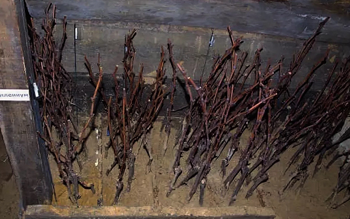Саженцы винограда в подвале