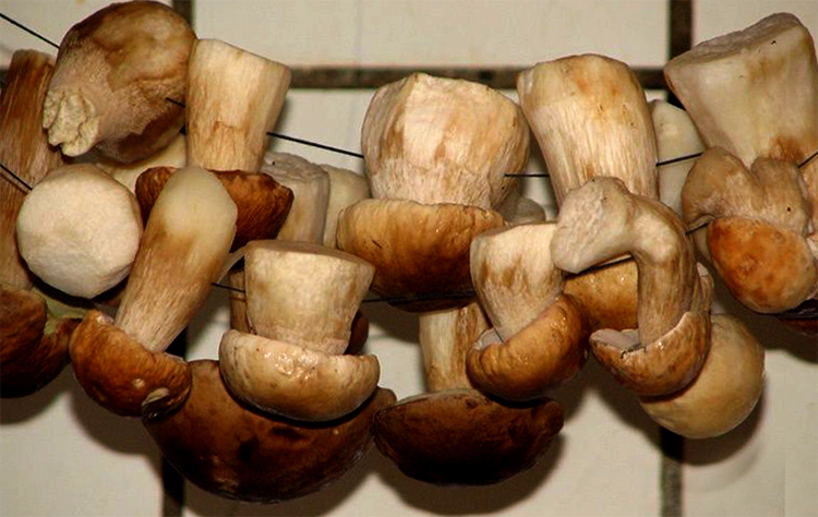 Подвешенные белые грибы