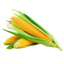 Как нужно правильно хранить кукурузу