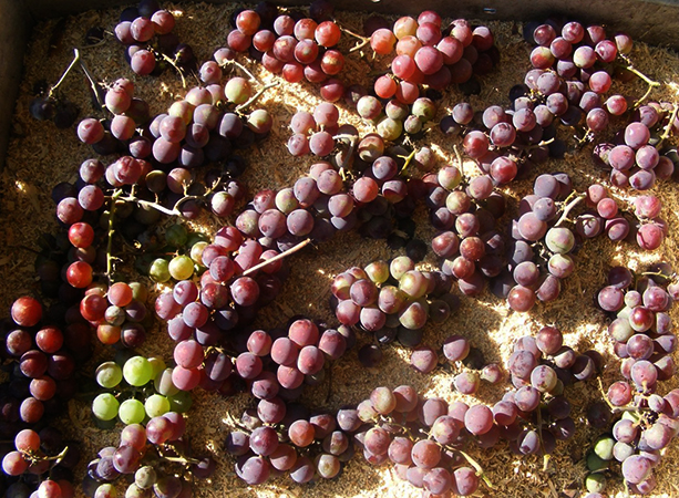 Виноград в ящиках с опилками